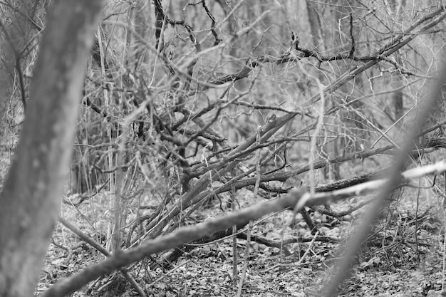 Foto foto di una passeggiata in natura attraverso la foresta e la città