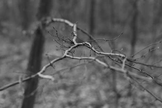 Foto foto di una passeggiata in natura attraverso la foresta e la città