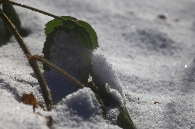 Photo photo of a walk in nature winter