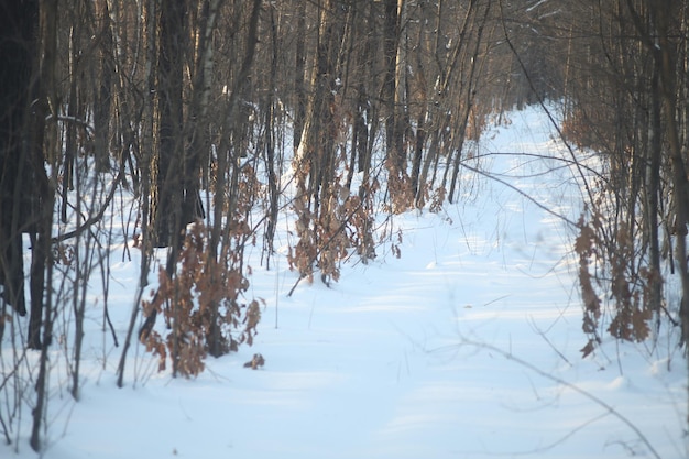 Photo of a walk in nature winter