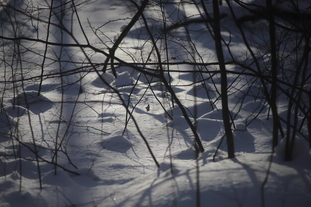 Photo photo of a walk in nature winter