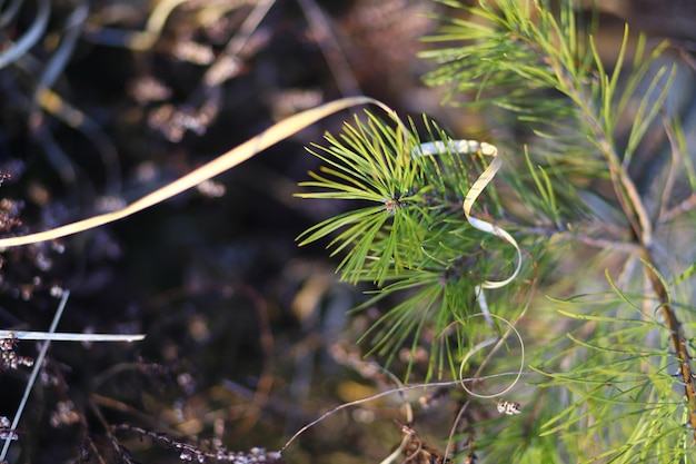 Photo photo of a walk in nature winter