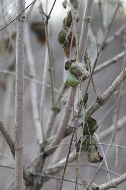 Photo photo of a walk in nature winter