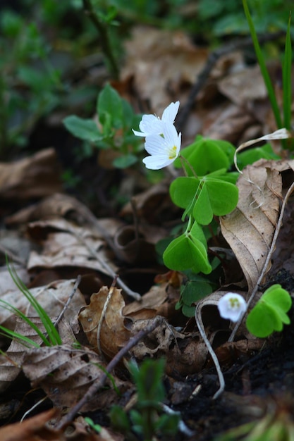 photo of a walk and relaxation in the forest