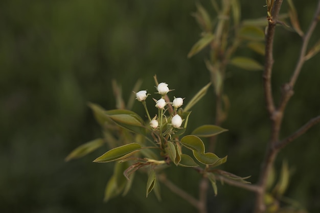 photo for wallpaper pear buds on a branch green background