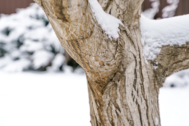 茂みの背景に雪の中で冬のクルミの木の幹の写真