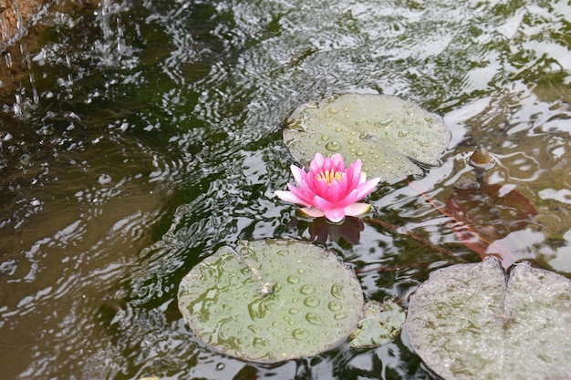 photo of water lilies in a small lake