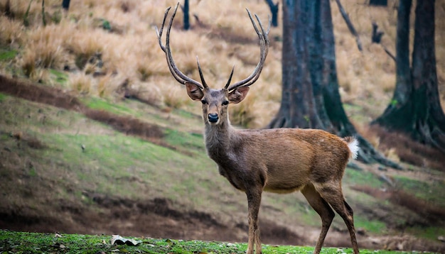 photo whitetailed deer buck