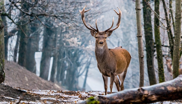 photo whitetailed deer buck