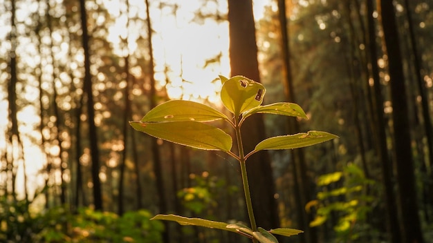 Photo of wild plants thriving in a pine forest