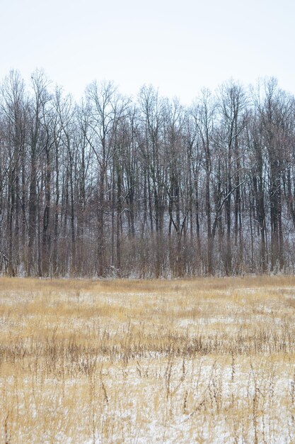 Photo of winter forest with field covered by snow