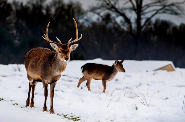 Photo winter landscape with deer in snow