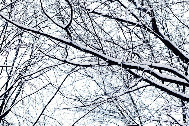 Foto di paesaggio invernale