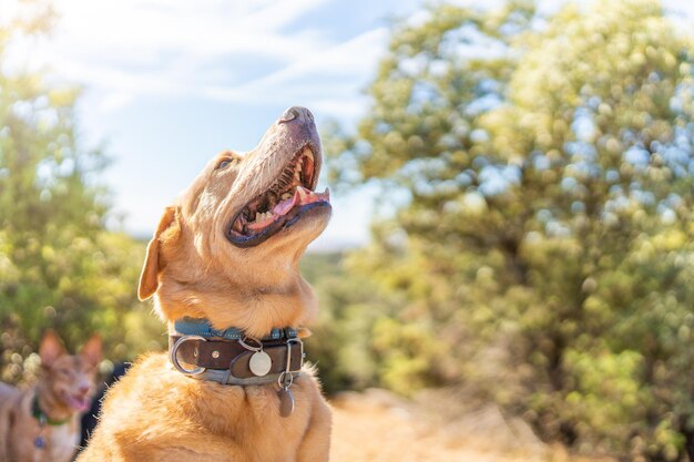 Photo with copy space of a labrador dog