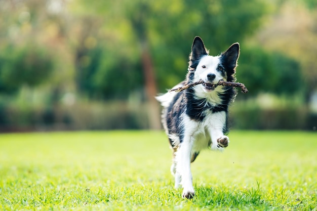 Foto con messa a fuoco selettiva e copia spazio di un cane border collie che corre con un bastone in un parco