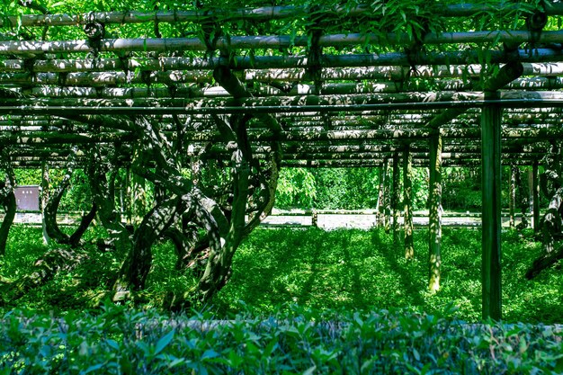 A photo of a wooden structure with vines growing on it