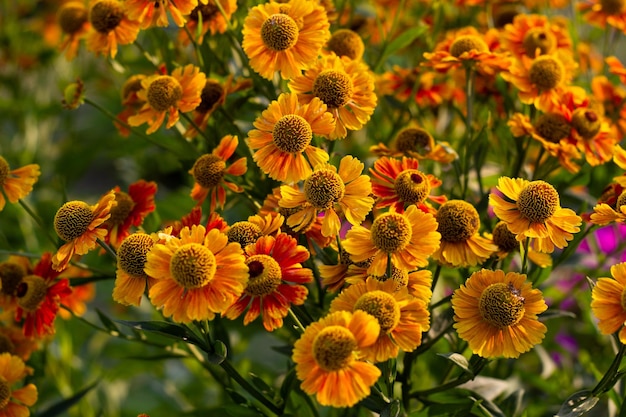 写真の黄色の秋の花のつぼみと花びら