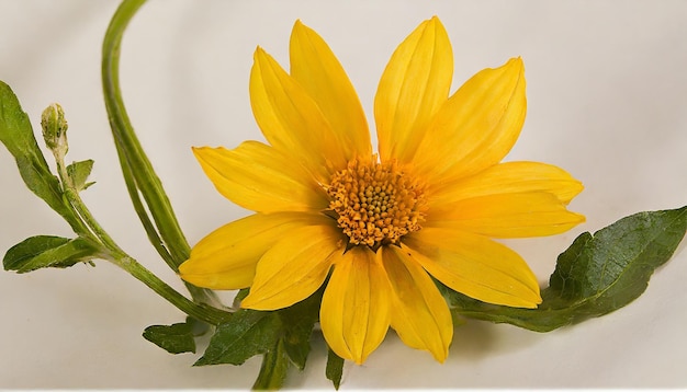 photo yellow daisy flower with green leaves generated by AI