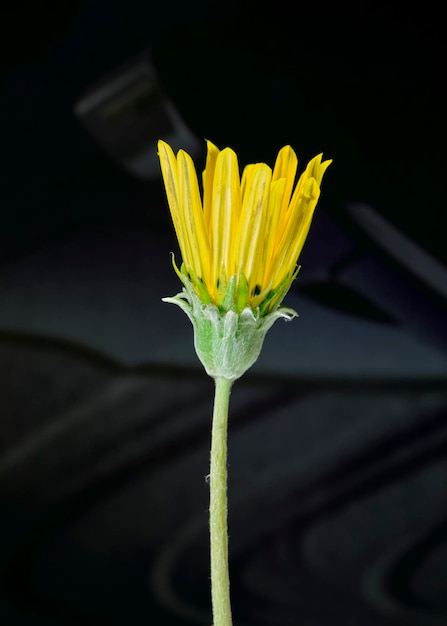 Photo yellow flower of the arnica species closed petals with macro detail