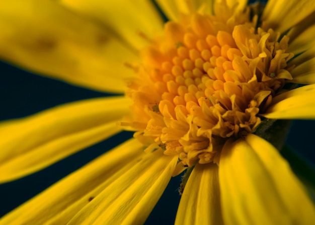 Photo yellow flower of the arnica species with macro detail