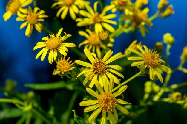 Photo of yellow flowers near blue lake