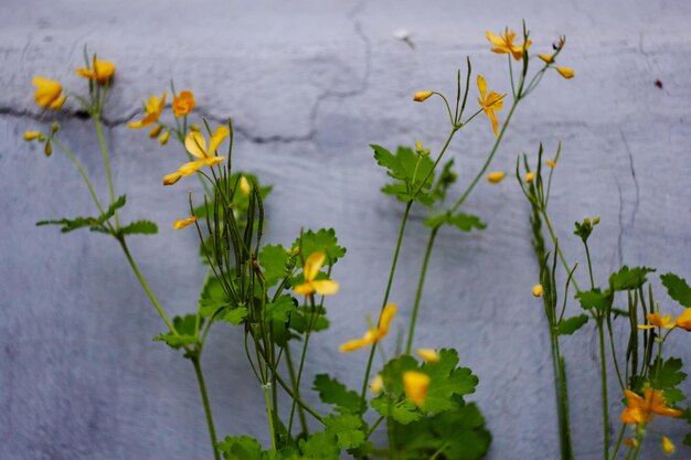 Photo of yellow flowers night blindness on gray concrete wall background weeds plants