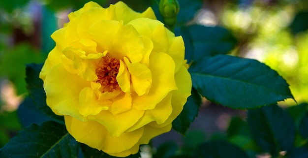 Photo of yellow rose on a green foliage background