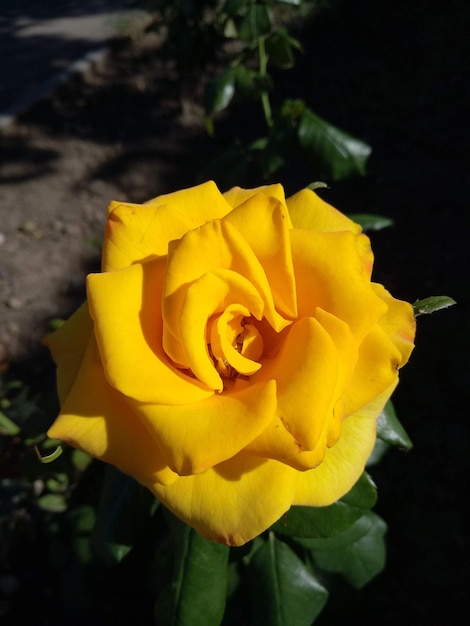 写真 写真の黄色いバラ