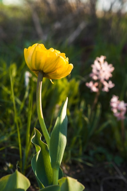 Photo photo of the yellow tulip sunny lover
