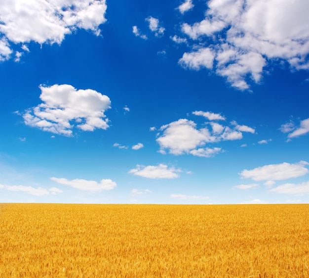 Photo of yellow wheat field with blue sky and clouds at summer