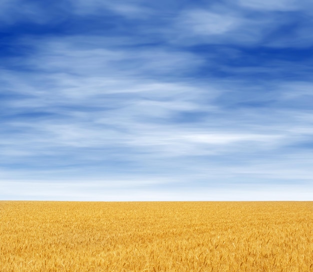 Photo of yellow wheat field with blue sky and clouds at summer