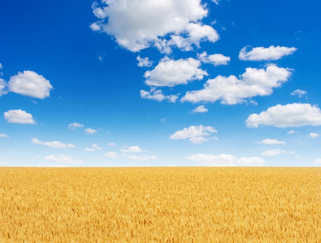 Foto foto del campo di grano giallo con cielo blu e nuvole in estate