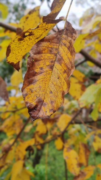 In the photo, a yellowed walnut leaf.