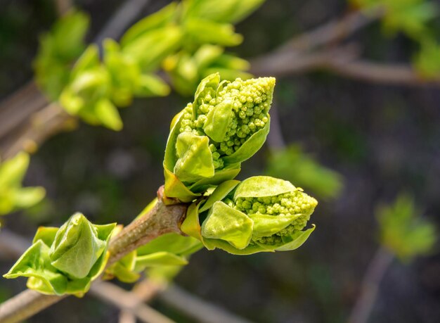 Photo of a young green tree branch on dark background