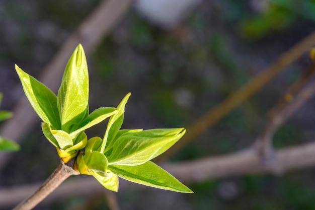 Photo of a young tree branch on dark background