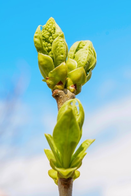 Photo of a young tree branch on dark background