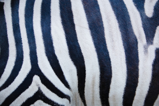 Foto della trama della pelle di zebra, trama della zebra