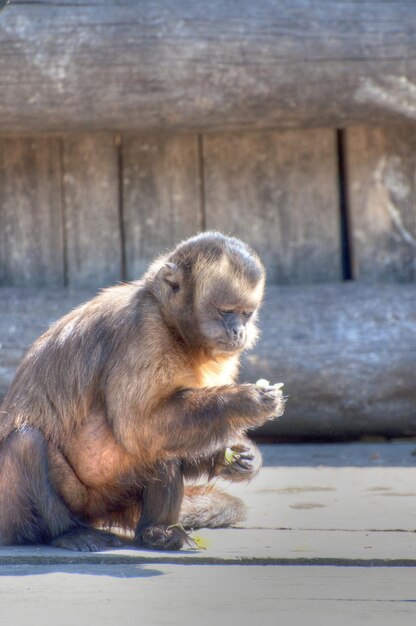 動物の写真