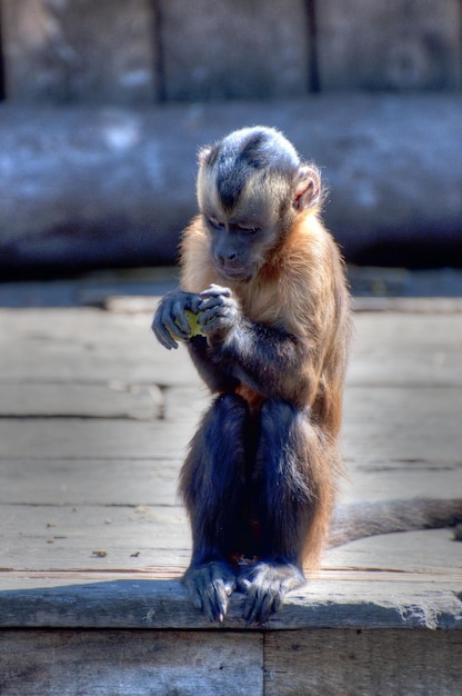 動物の写真