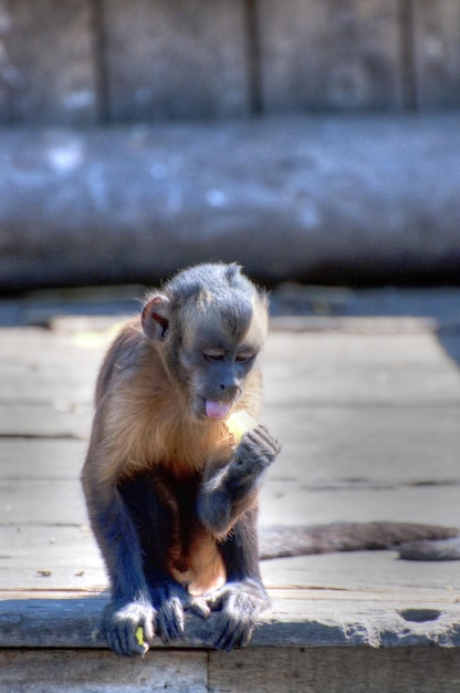 動物の写真