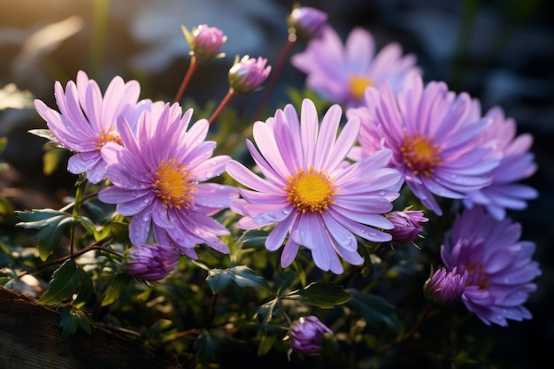 Photograph Of Aster Natural Light Generative AI