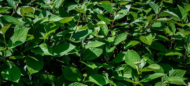 photograph of beautiful leaf surface