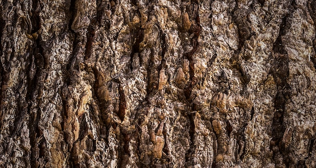 photograph of a beautiful wooden surface