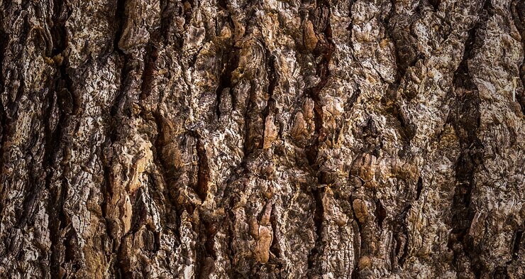 Photo photograph of a beautiful wooden surface