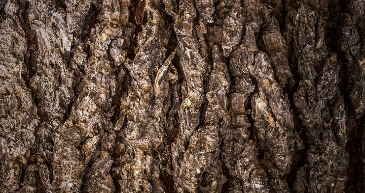 Photo photograph of a beautiful wooden surface