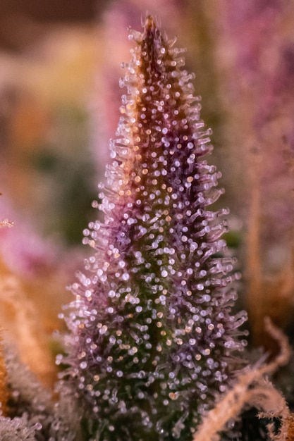 Photograph of cannabis ,indica or sativa ,use for medical and healthy ,useful for migraine and depression