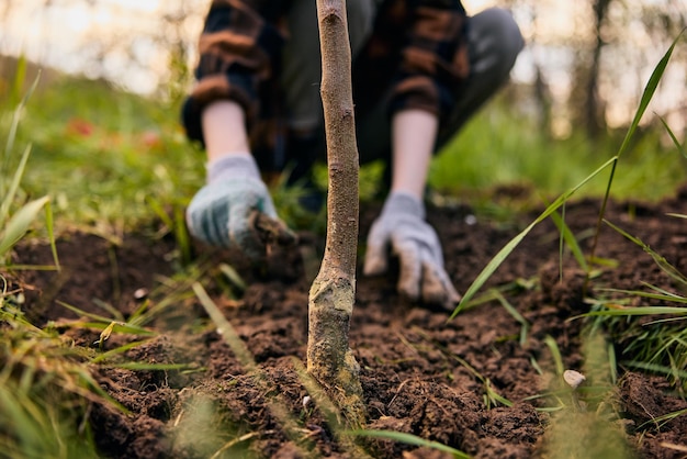 Photograph of female hands in gloves planting a plant in a vegetable garden