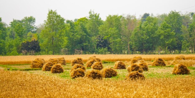 Photo photograph of harvested crop in the field