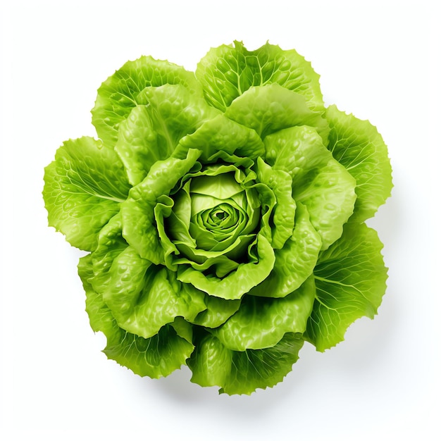 Photograph of lettuce top down view wite background