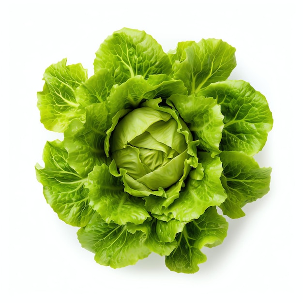 Photograph of lettuce top down view wite background